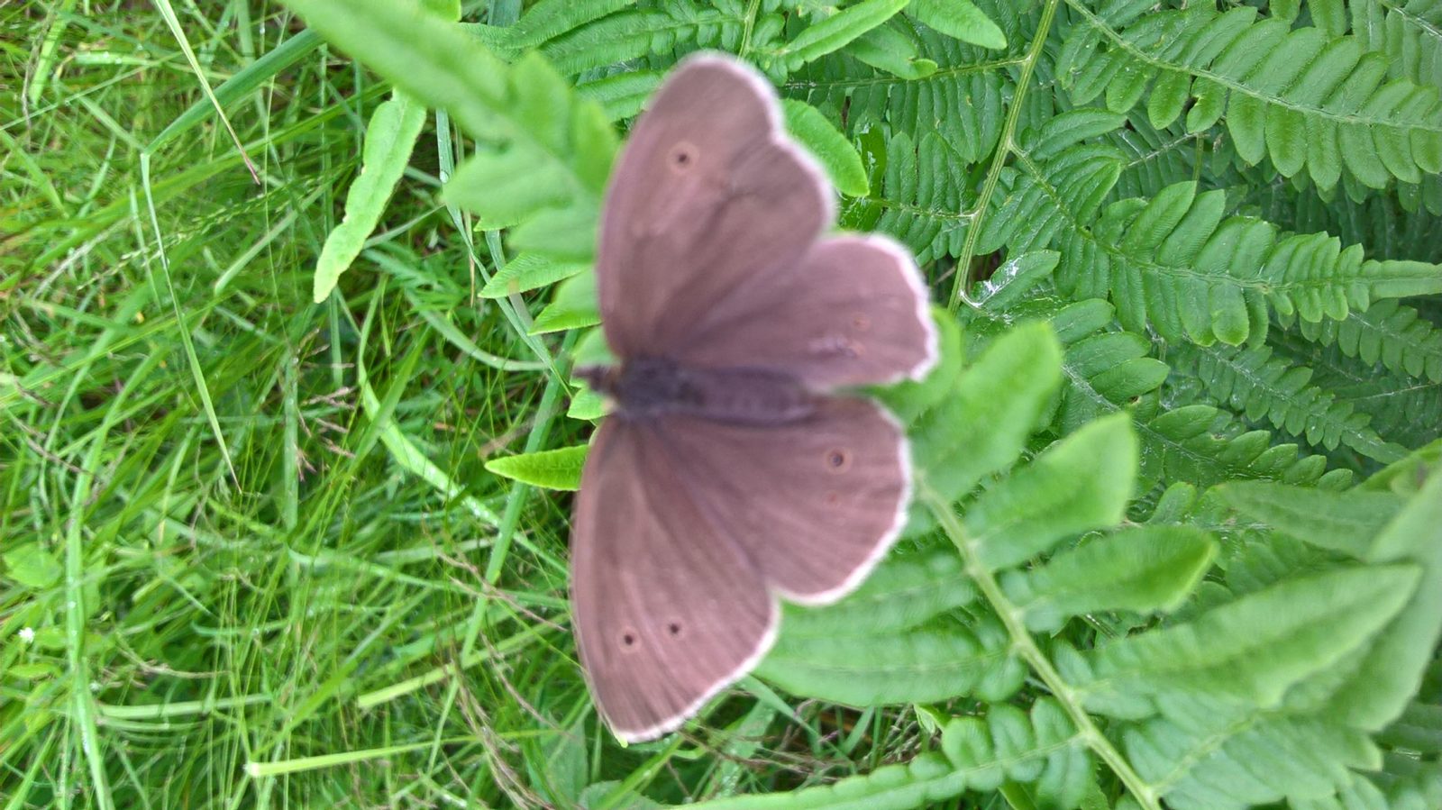 Valokuvaaja: Eija Johanna Saastamoinen