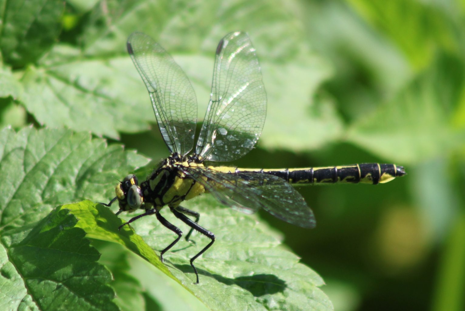 Valokuvaaja: Päivi Salonen