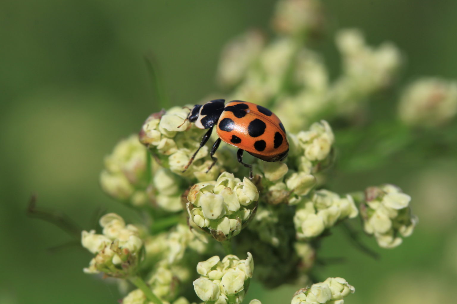 Valokuvaaja: Päivi Salonen