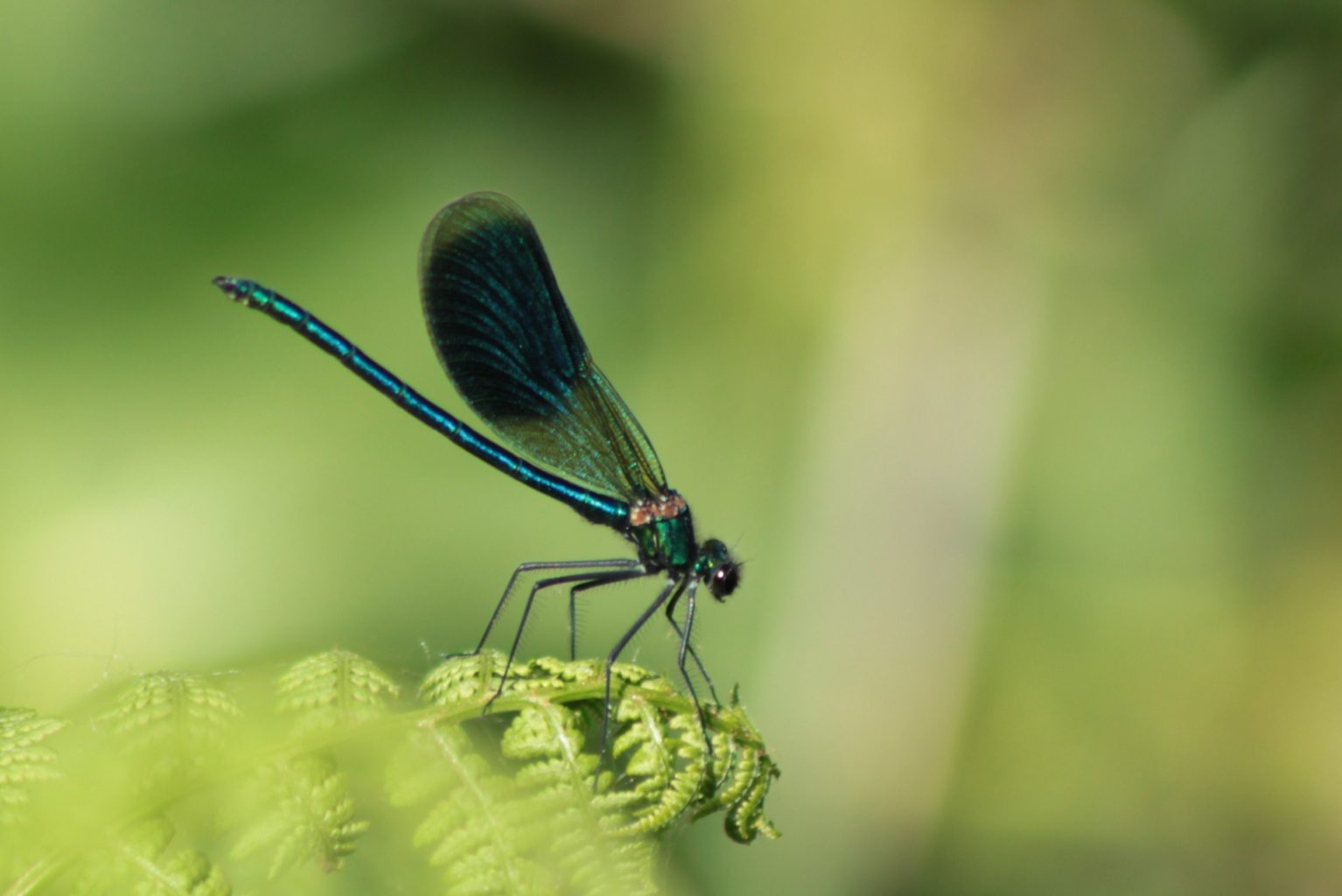 Valokuvaaja: Päivi Salonen Valokuvaaja: Päivi Salonen