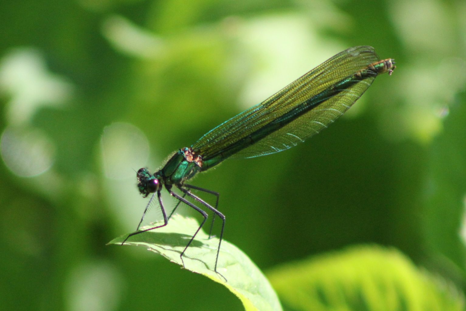 Valokuvaaja: Päivi Salonen Valokuvaaja: Päivi Salonen