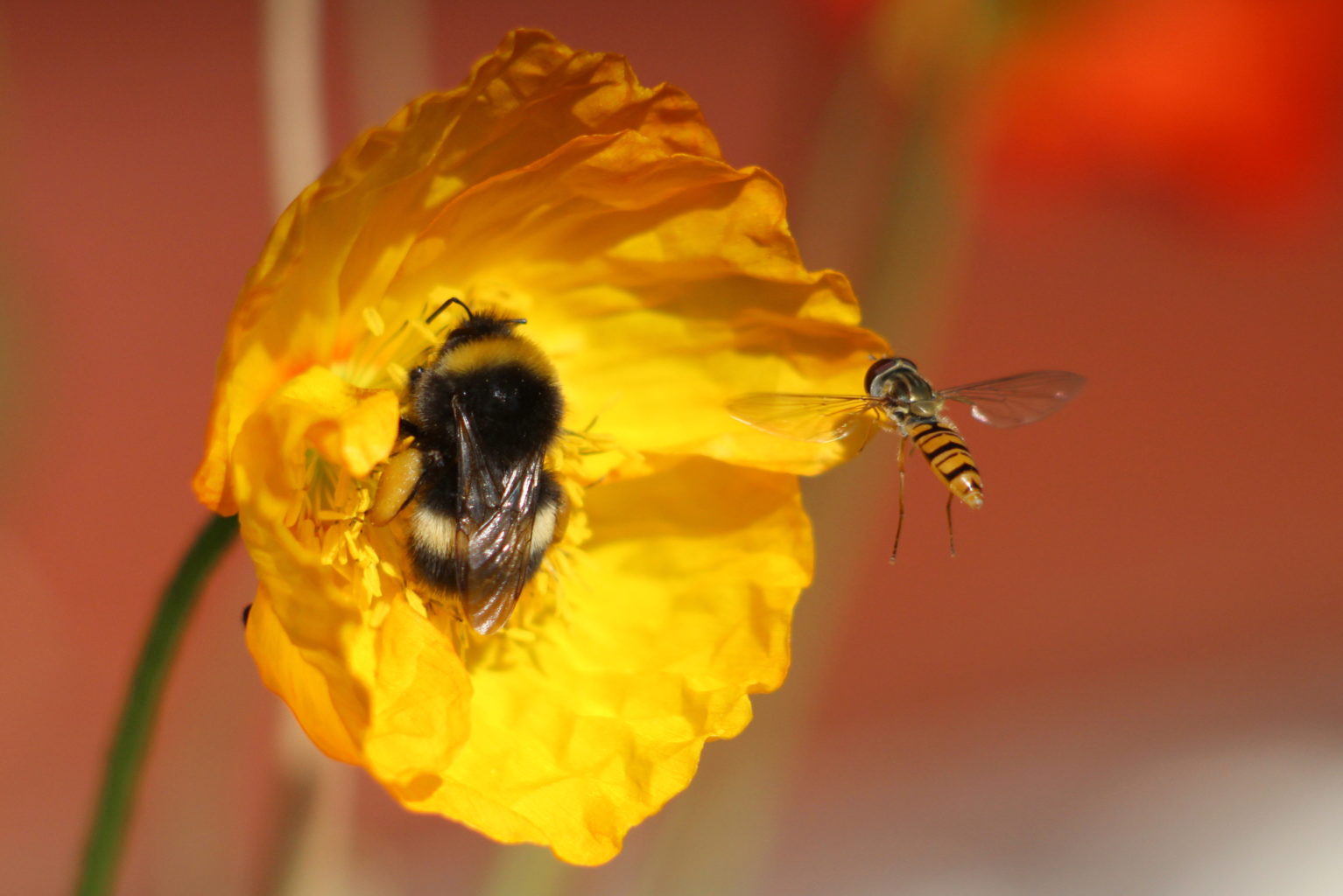 Valokuvaaja: Kalle Asikainen