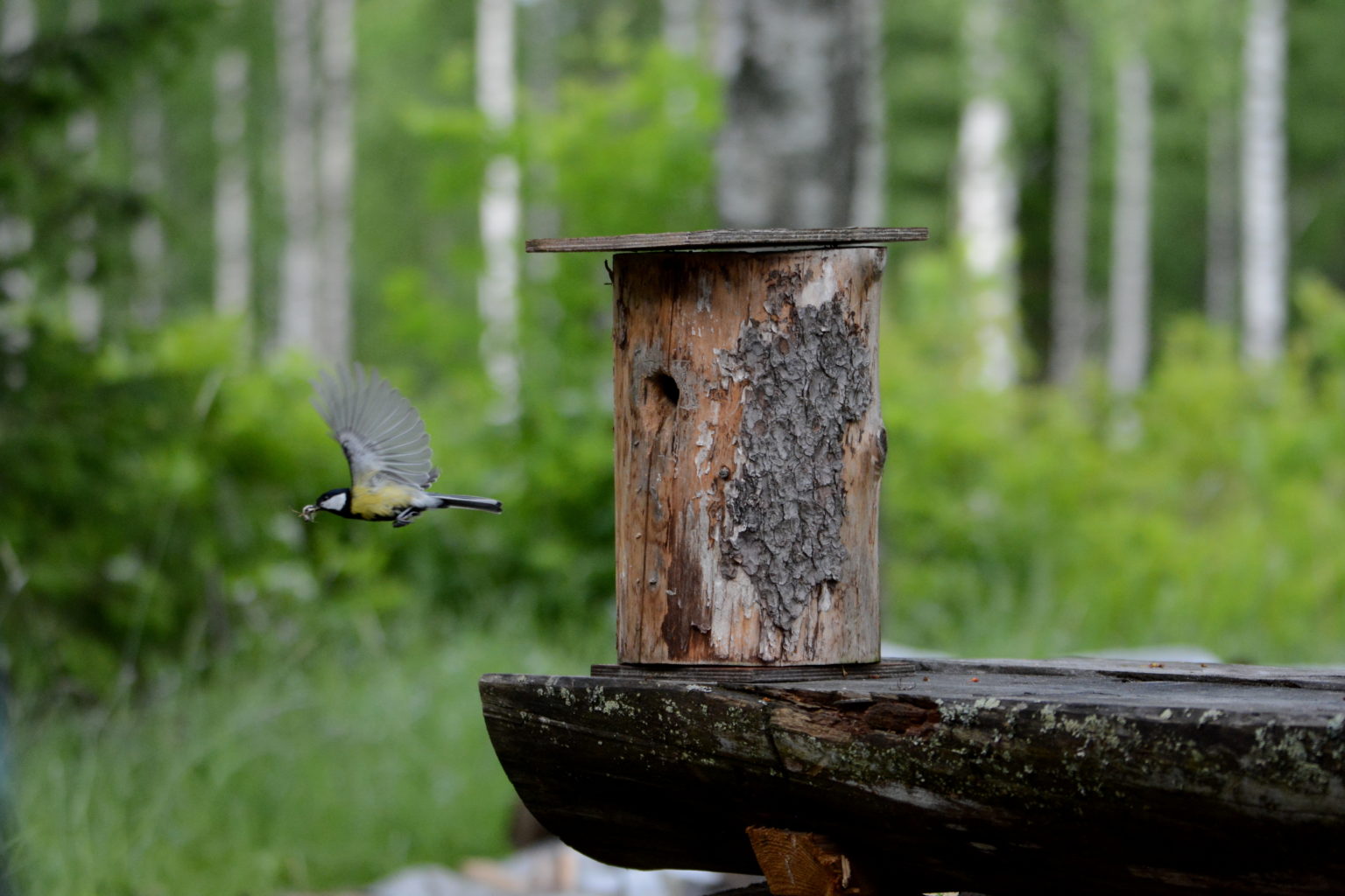 Valokuvaaja: MIKKO T.  SAVOLAINEN