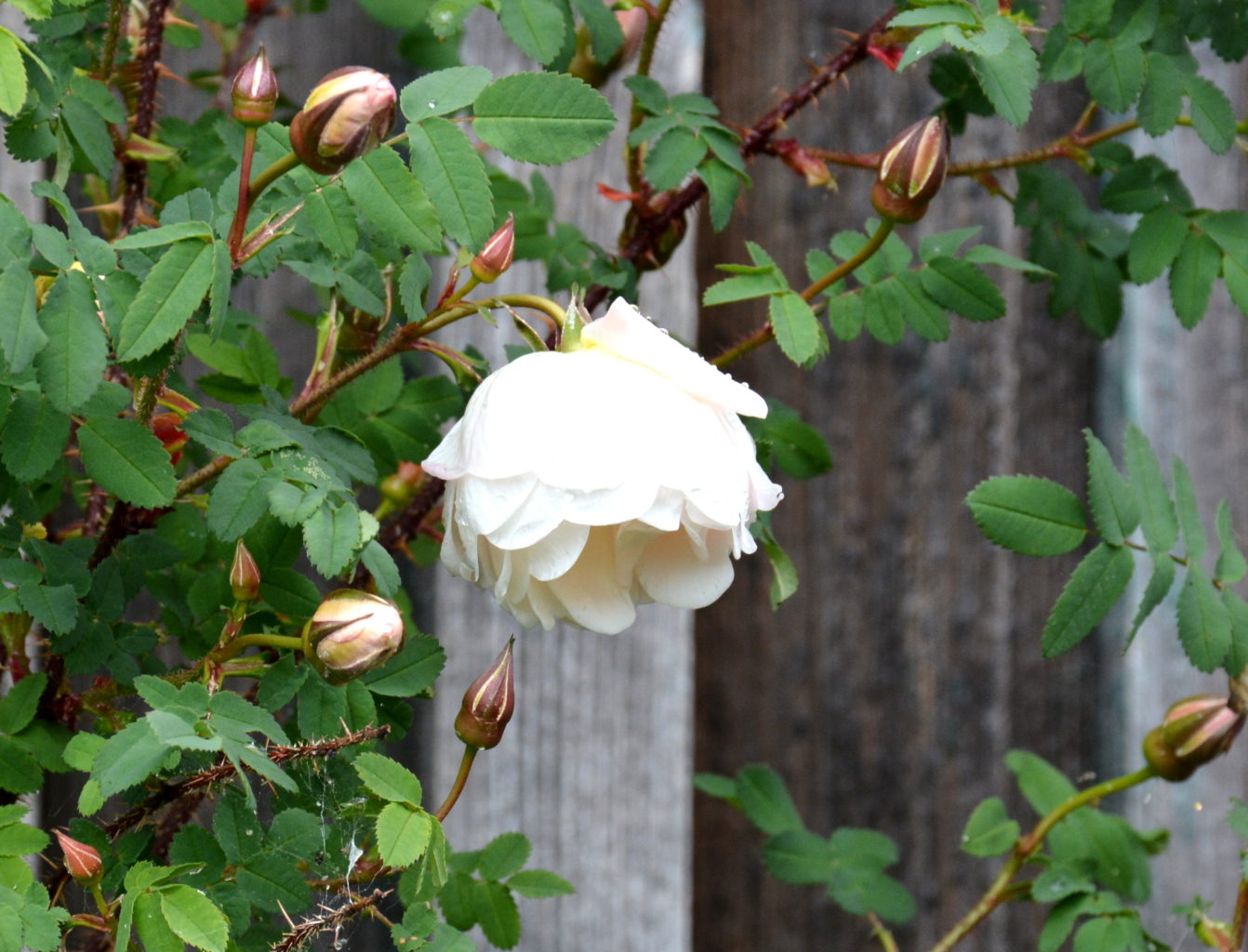 Valokuvaaja: MIKKO T.  SAVOLAINEN