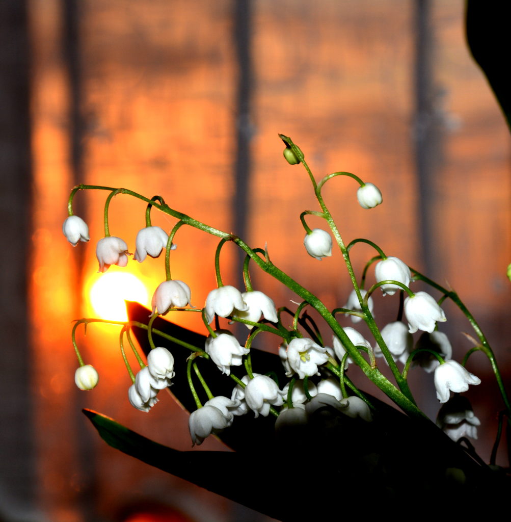 Valokuvaaja: MIKKO T.  SAVOLAINEN