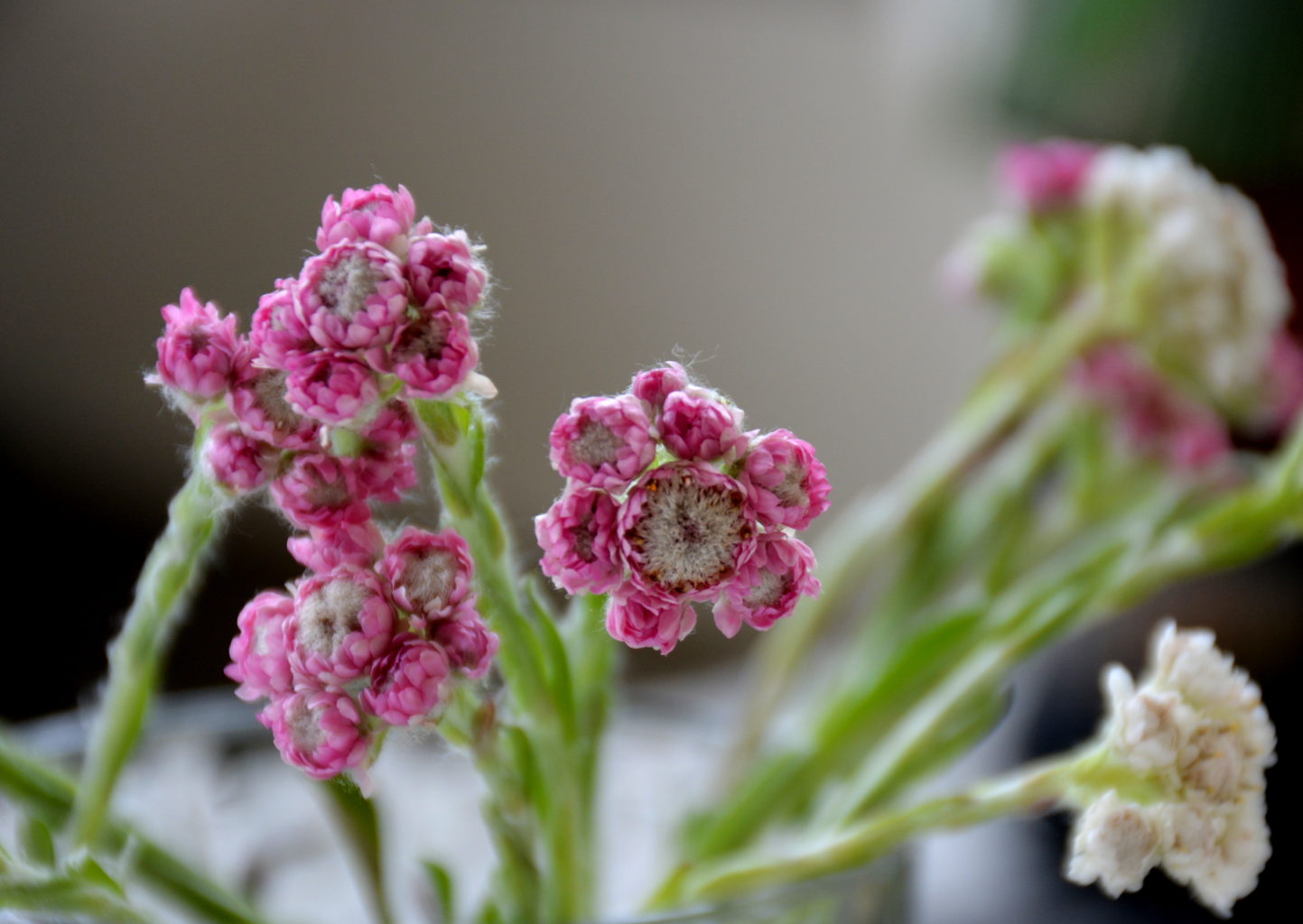 Valokuvaaja: MIKKO T.  SAVOLAINEN