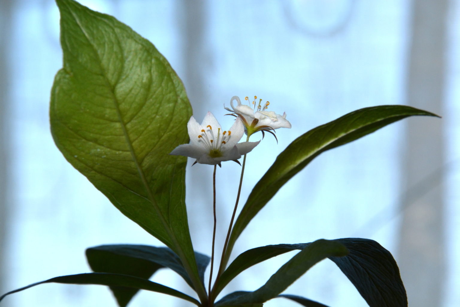 Valokuvaaja: M.SAVOLAINEN