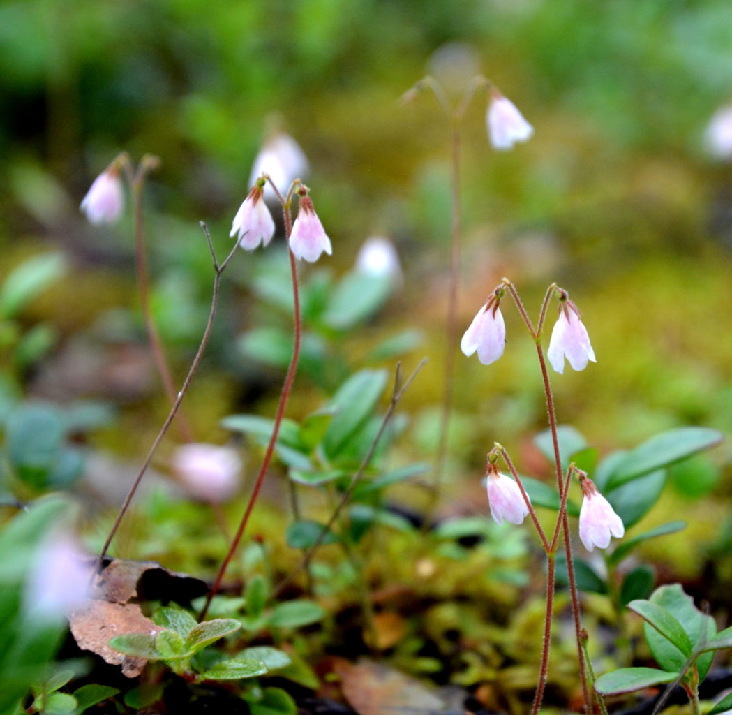 Valokuvaaja: MIKKO T.  SAVOLAINEN