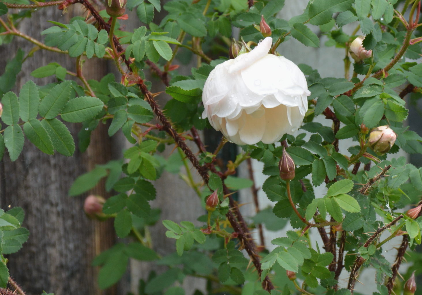 Valokuvaaja: MIKKO T.  SAVOLAINEN