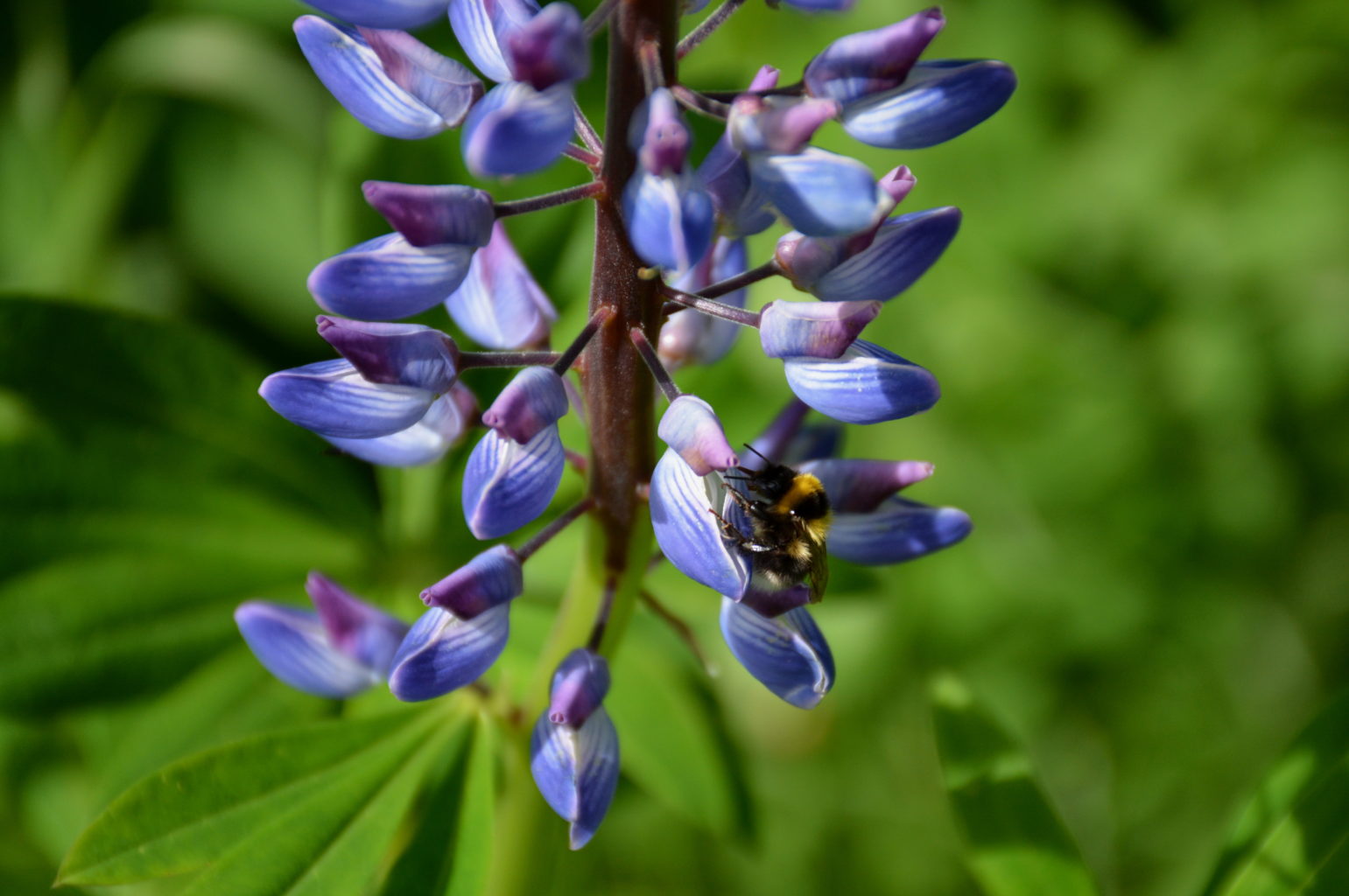 Valokuvaaja: MIKKO T.  SAVOLAINEN Valokuvaaja: MIKKO T.  SAVOLAINEN