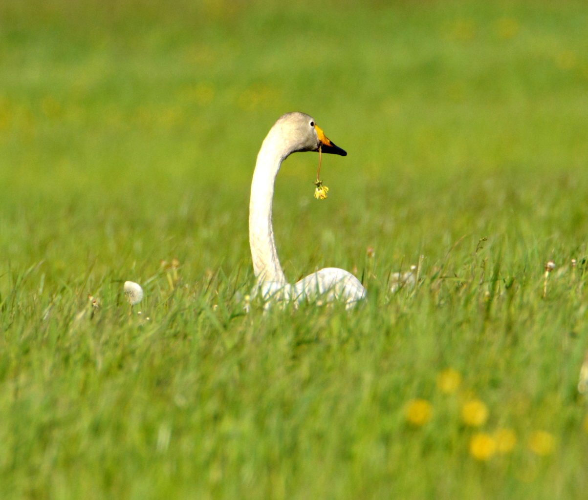 Valokuvaaja: MIKKO T.  SAVOLAINEN