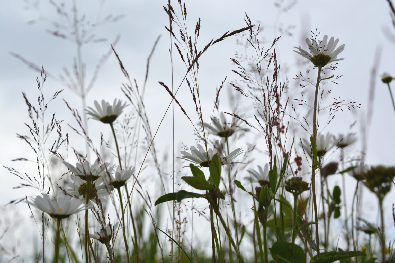 Valokuvaaja: MIKKO T.  SAVOLAINEN Valokuvaaja: MIKKO T.  SAVOLAINEN