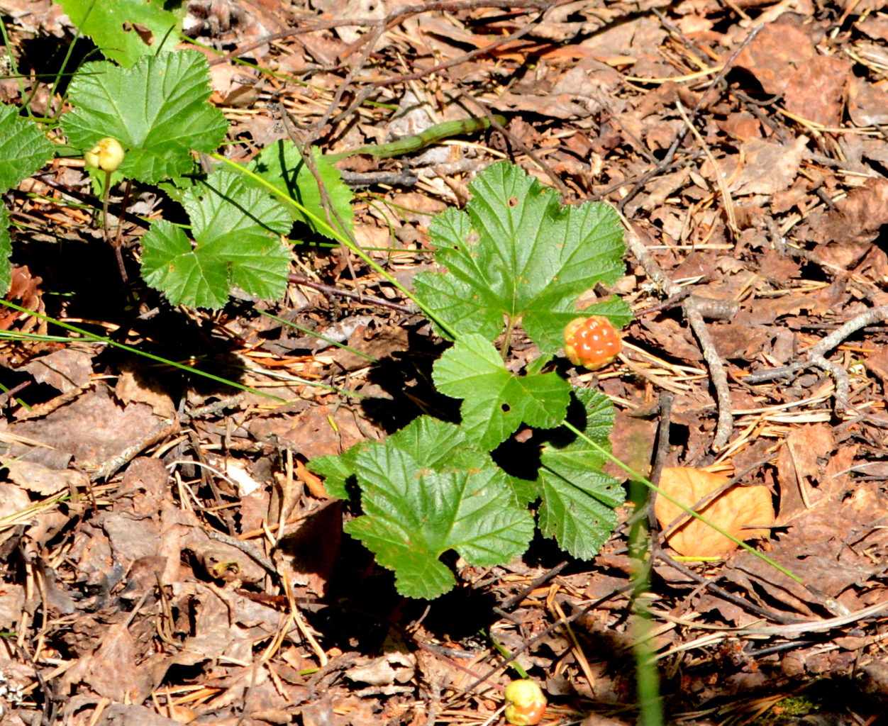 Valokuvaaja: MIKKO T.  SAVOLAINEN