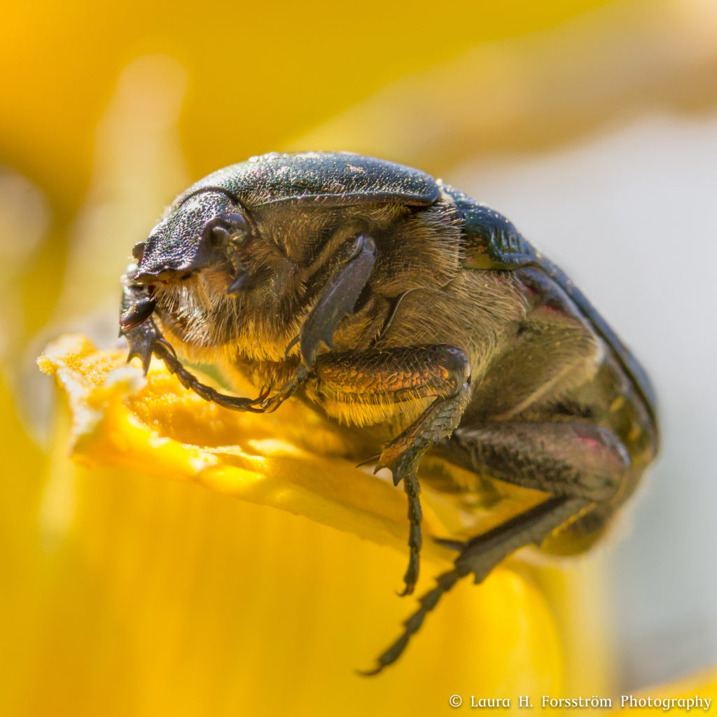 Valokuvaaja: Laura H. Forsström