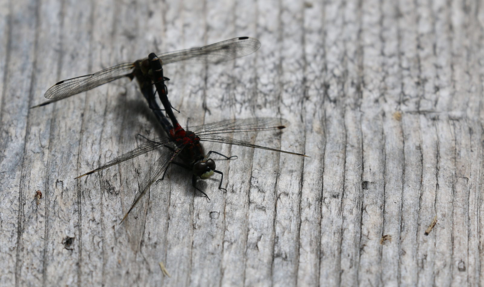 Valokuvaaja: Ahti Keränen