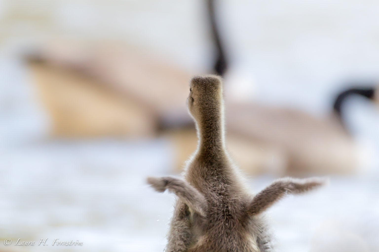 Valokuvaaja: Laura H. Forsström