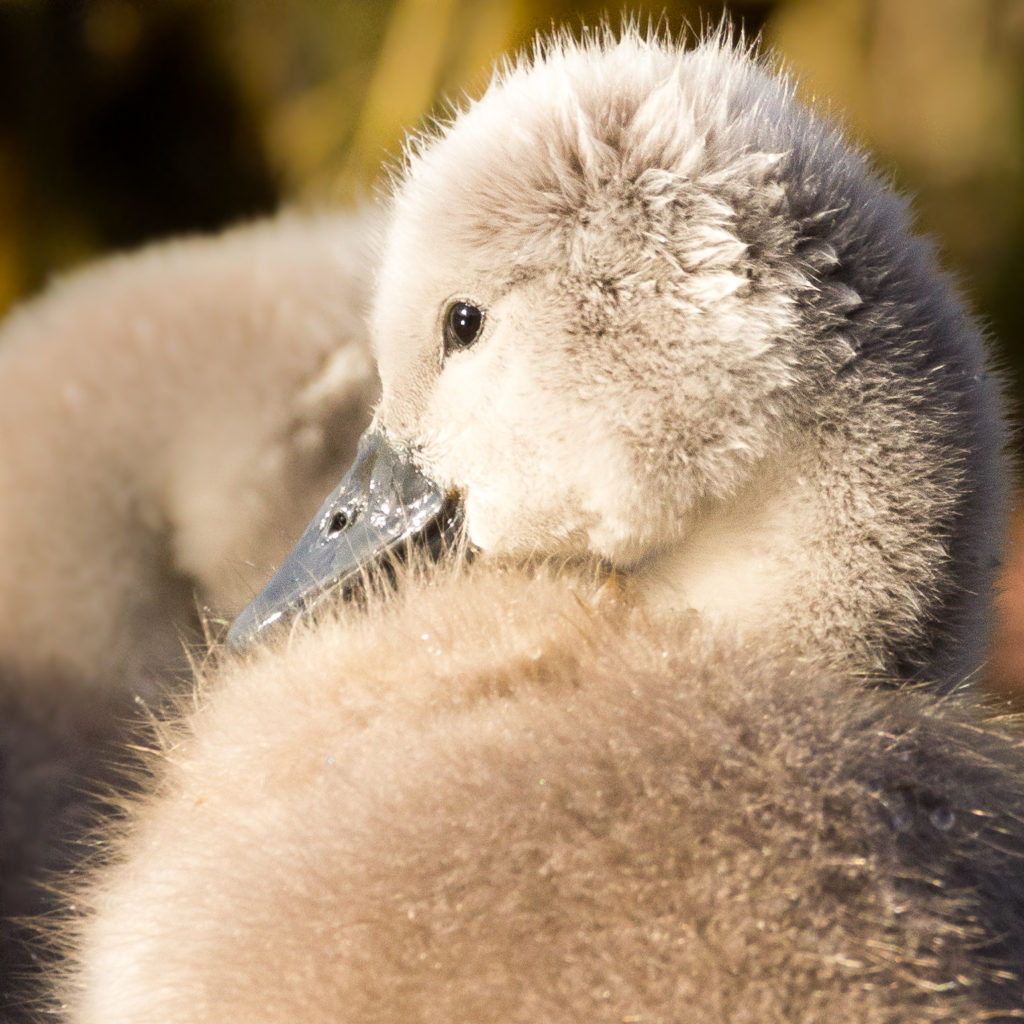 Valokuvaaja: Laura H. Forsström