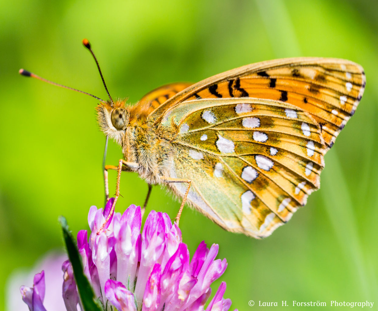 Valokuvaaja: Laura H. Forsström