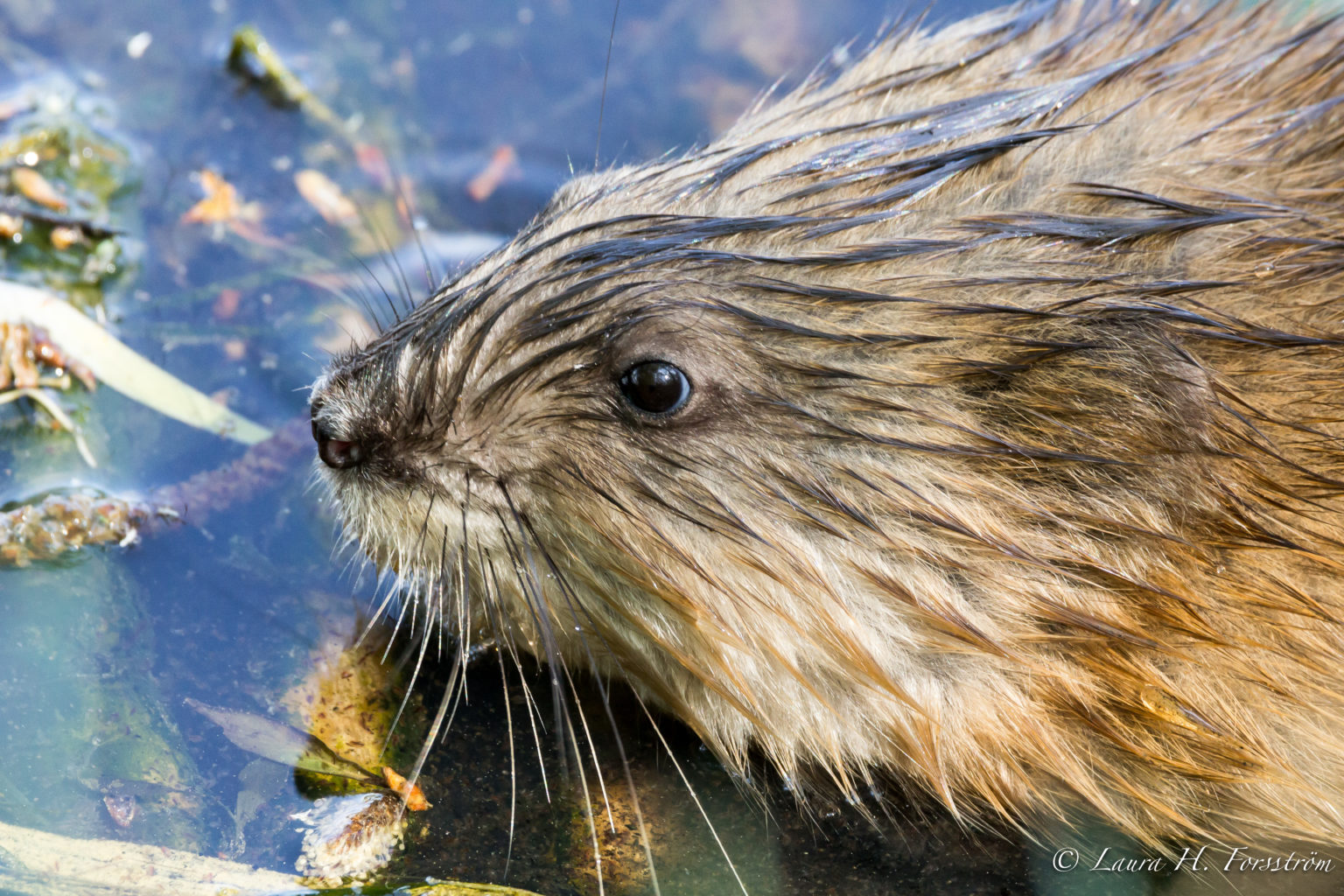 Valokuvaaja: Laura H. Forsström