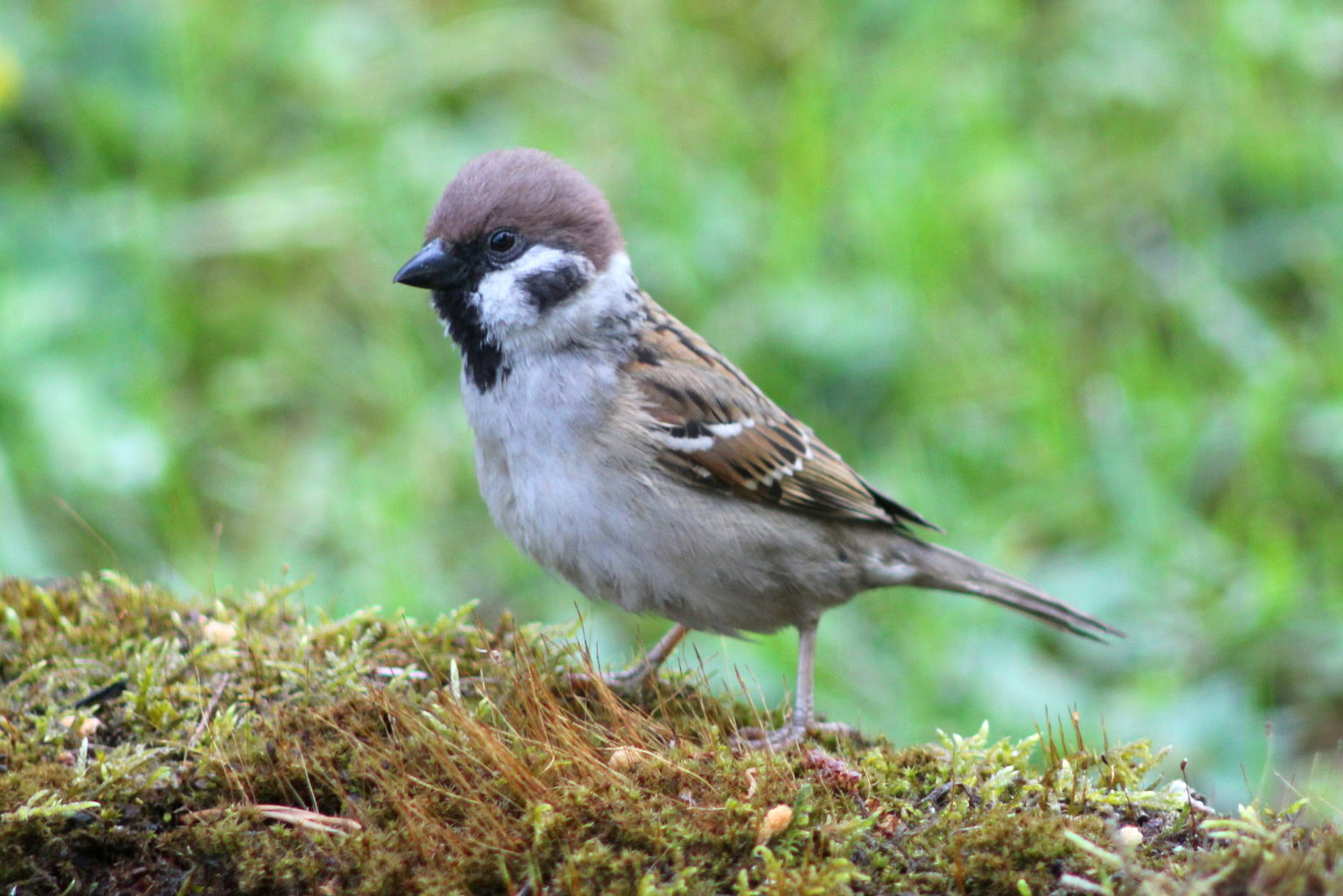 Valokuvaaja: Kalle Asikainen