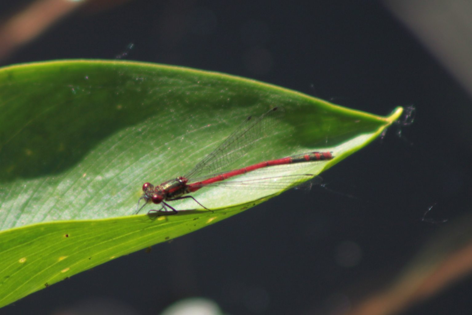 Valokuvaaja: Päivi Salonen Valokuvaaja: Päivi Salonen