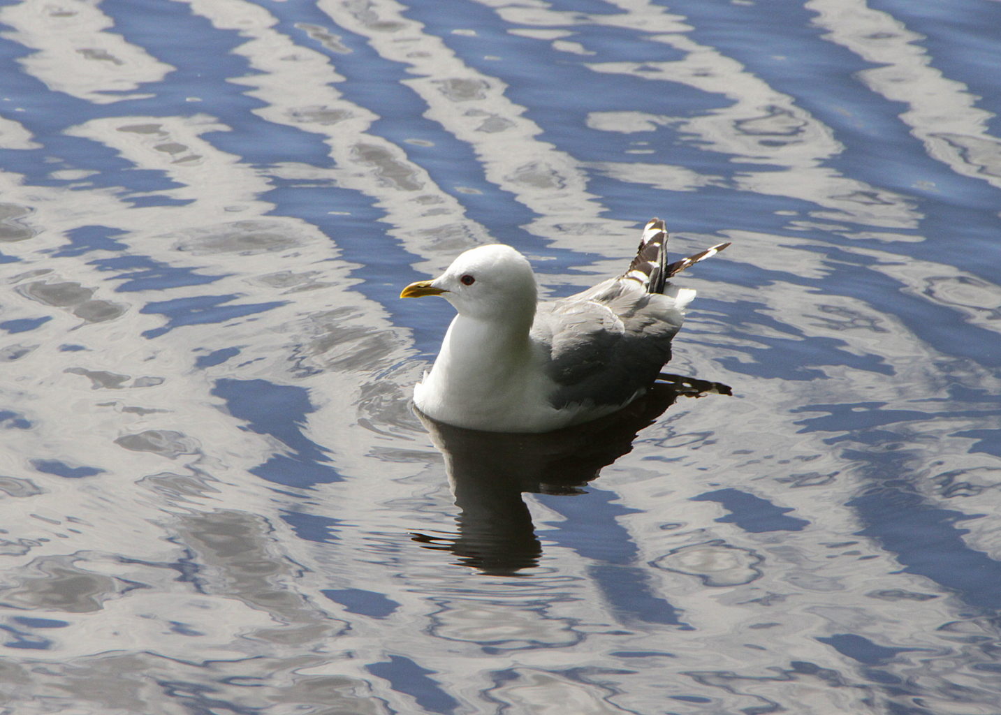 Valokuvaaja: Sirpa Jyske