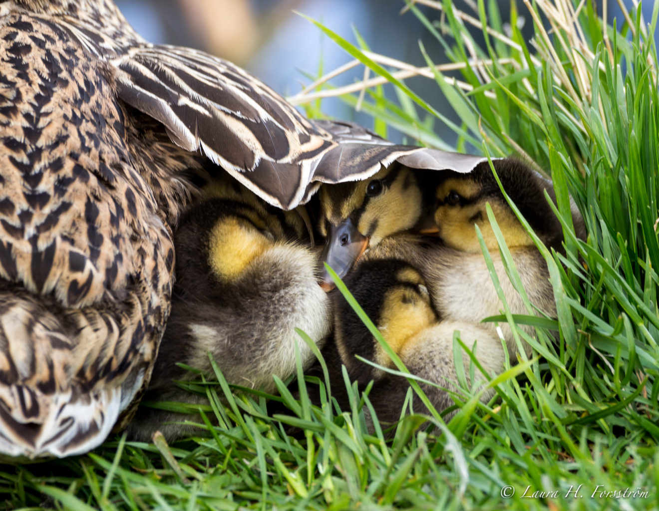 Valokuvaaja: Laura H. Forsström