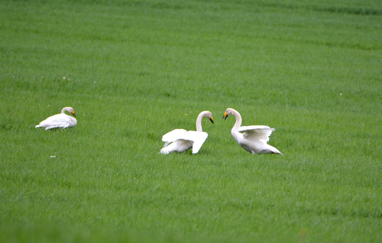 Valokuvaaja: MIKKO SAVOLAINEN