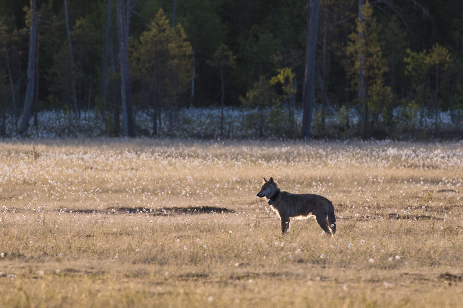 Valokuvaaja: Timo J Saarinen