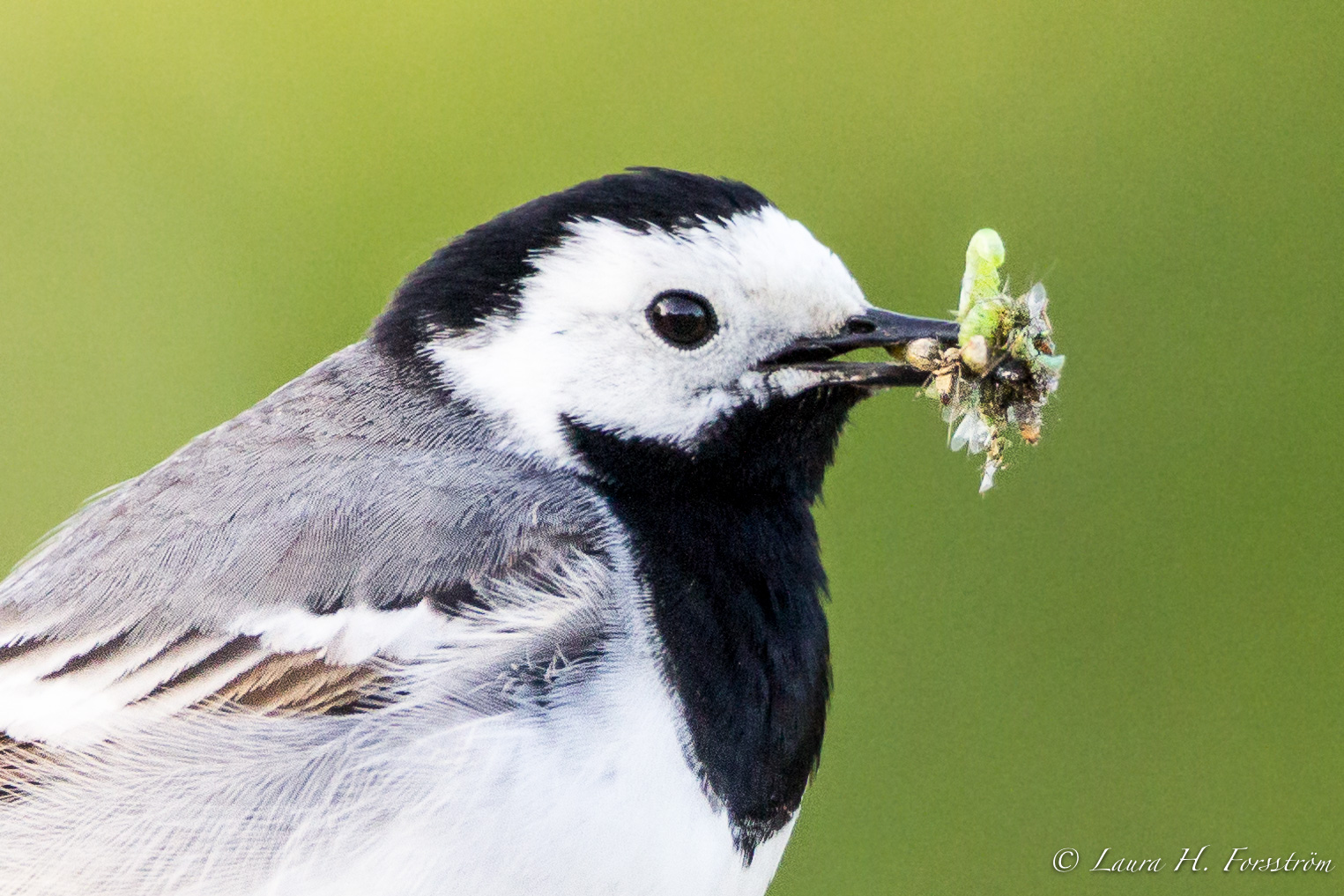 Valokuvaaja: Laura H. Forsström