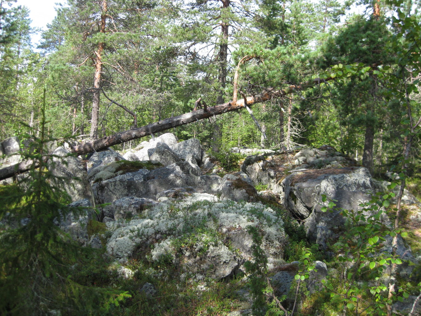 Valokuvaaja: yrjo lukkari Valokuvaaja: yrjo lukkari