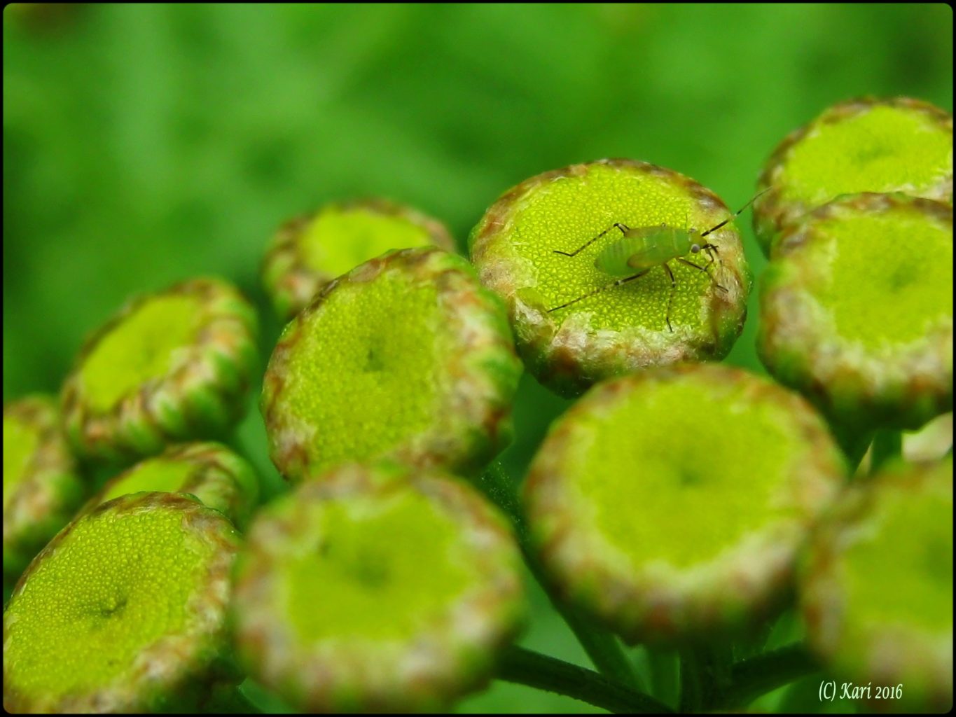 Valokuvaaja: Kari Saarinen Valokuvaaja: Kari Saarinen