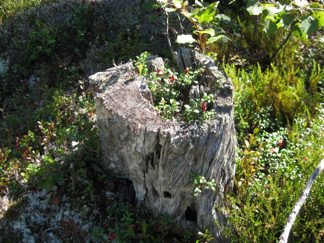 Valokuvaaja: yrjo lukkari