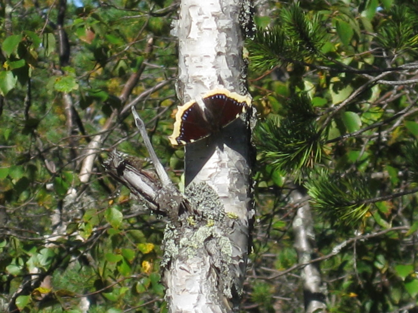 Valokuvaaja: yrjo lukkari