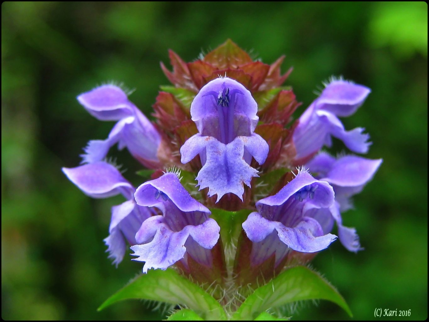 Valokuvaaja: Kari Saarinen