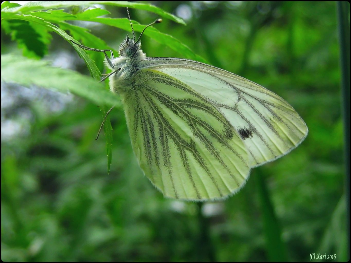 Valokuvaaja: Kari Saarinen Valokuvaaja: Kari Saarinen