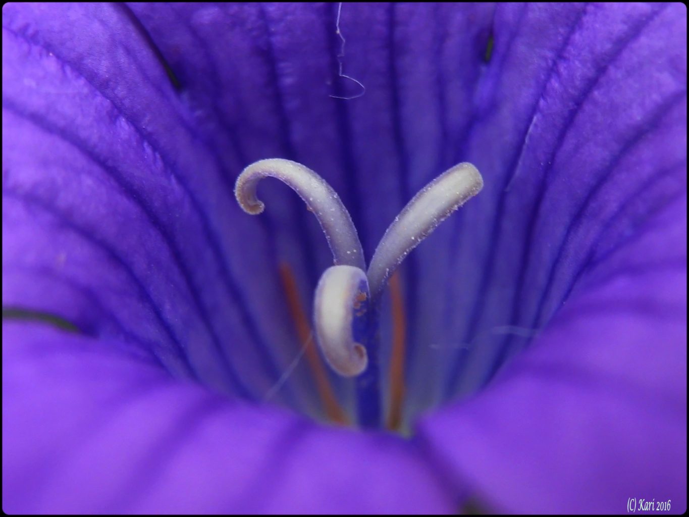 Valokuvaaja: Kari Saarinen