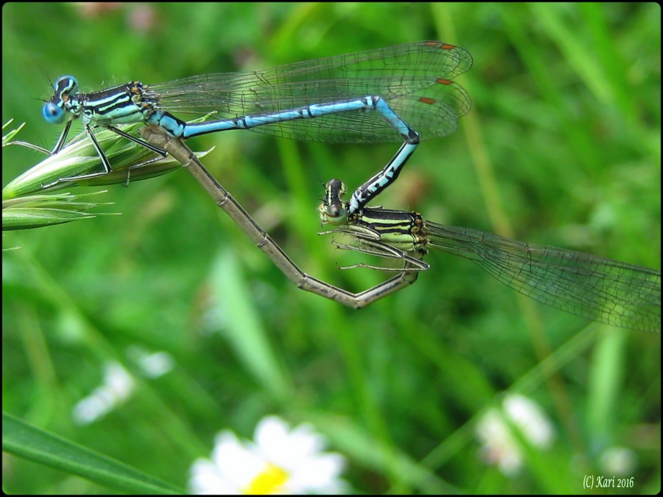 Valokuvaaja: Kari Saarinen