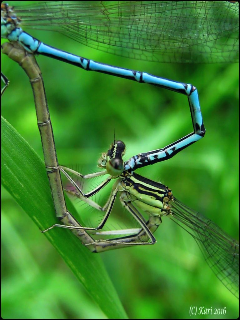 Valokuvaaja: Kari Saarinen