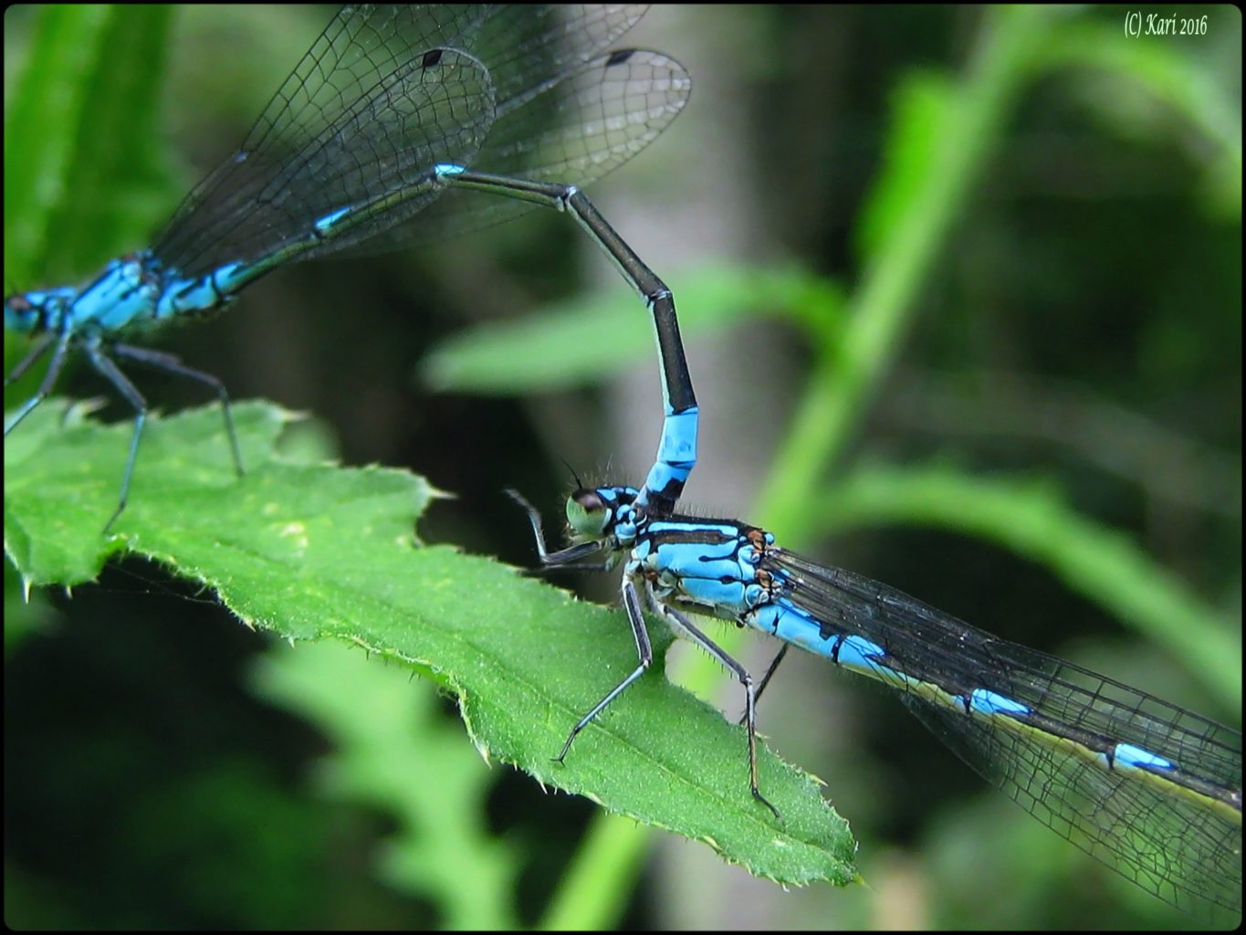Valokuvaaja: Kari Saarinen Valokuvaaja: Kari Saarinen
