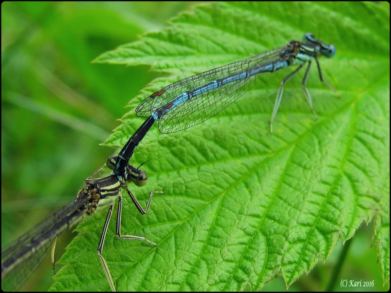 Valokuvaaja: Kari Saarinen