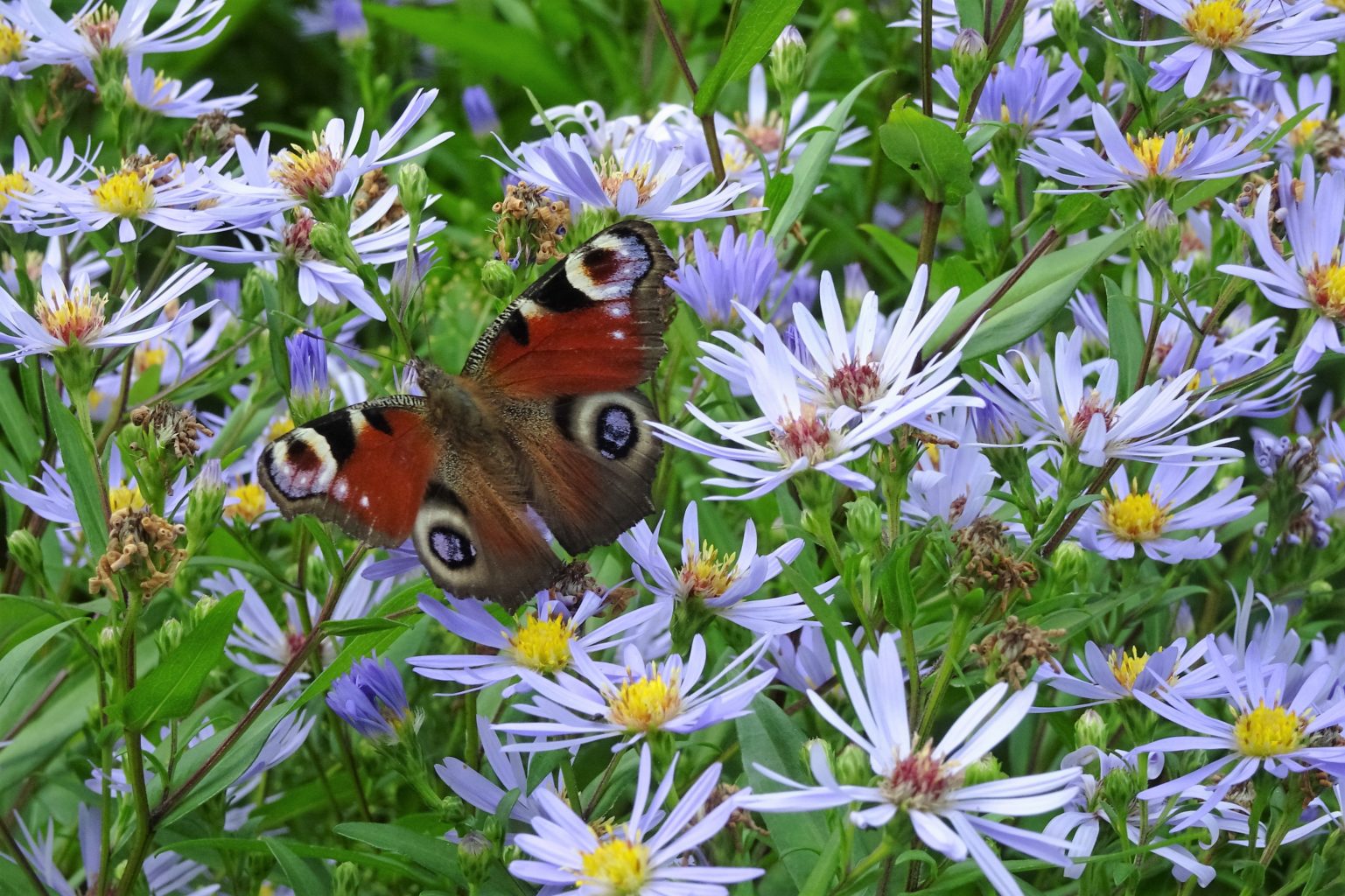 Valokuvaaja: Irja Lehtinen