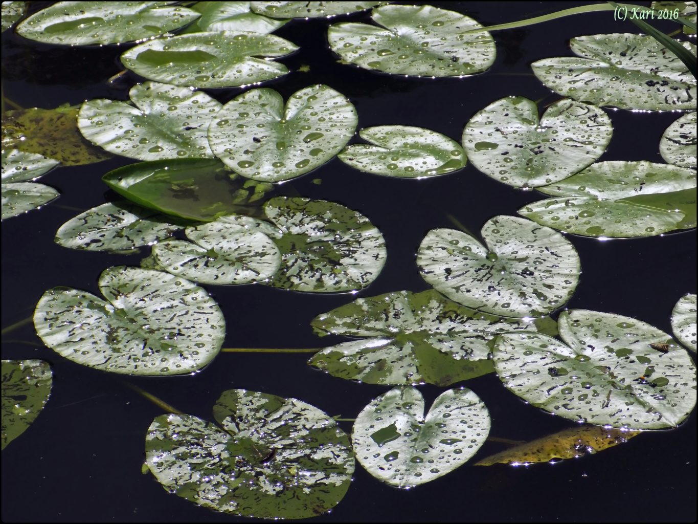 Valokuvaaja: Kari Saarinen