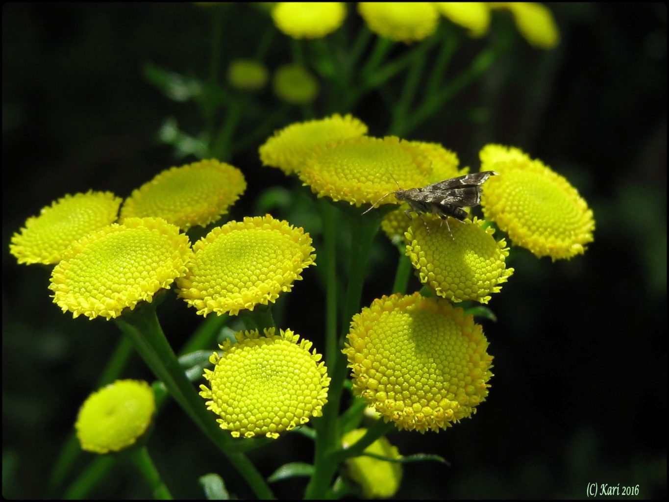 Valokuvaaja: Kari Saarinen