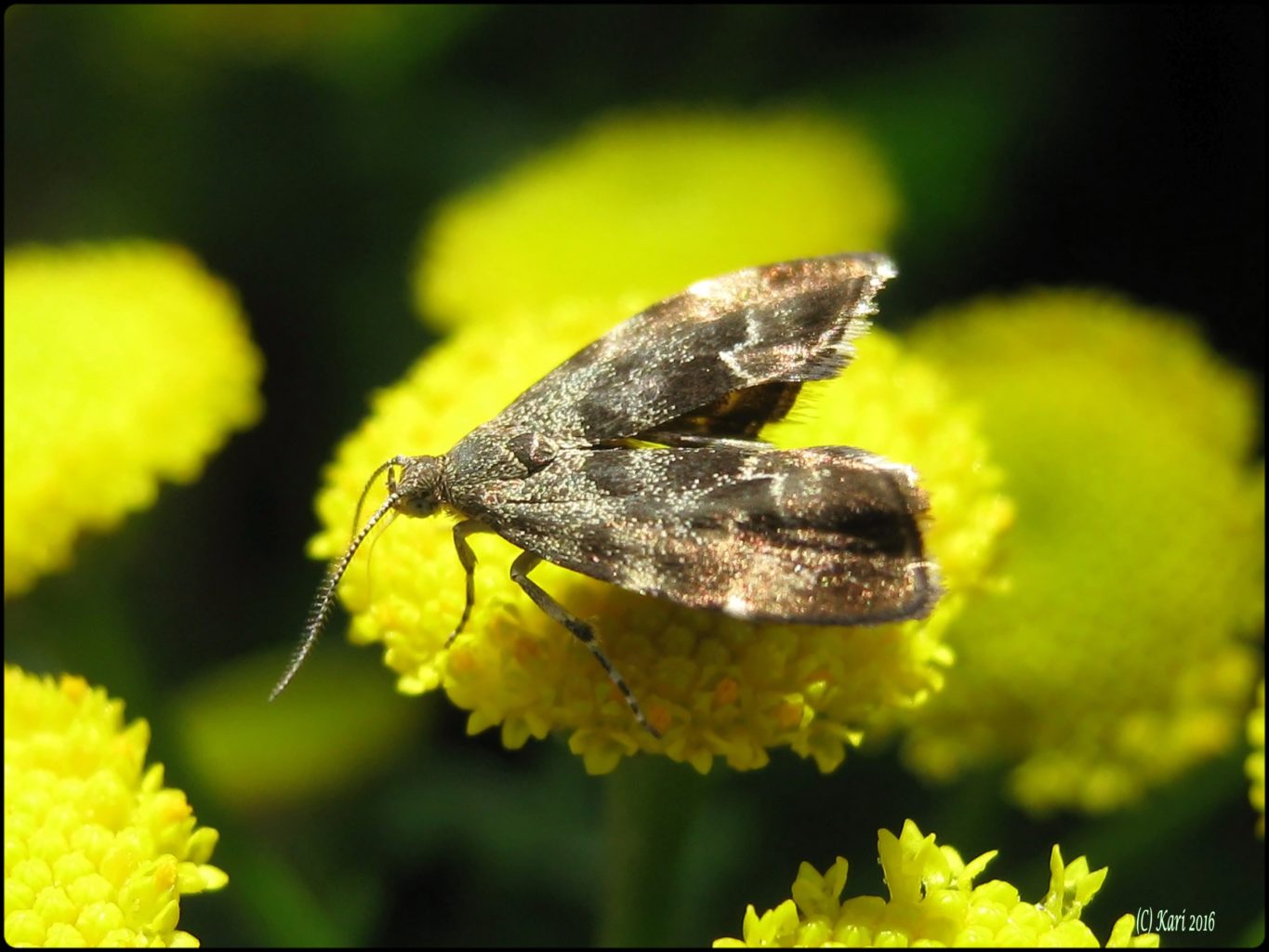 Valokuvaaja: Kari Saarinen