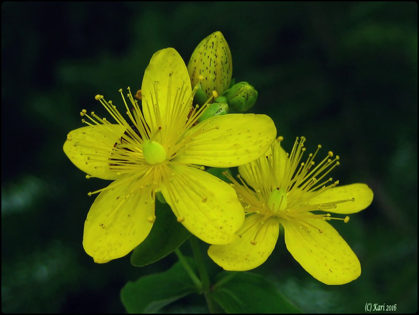 Valokuvaaja: Kari Saarinen