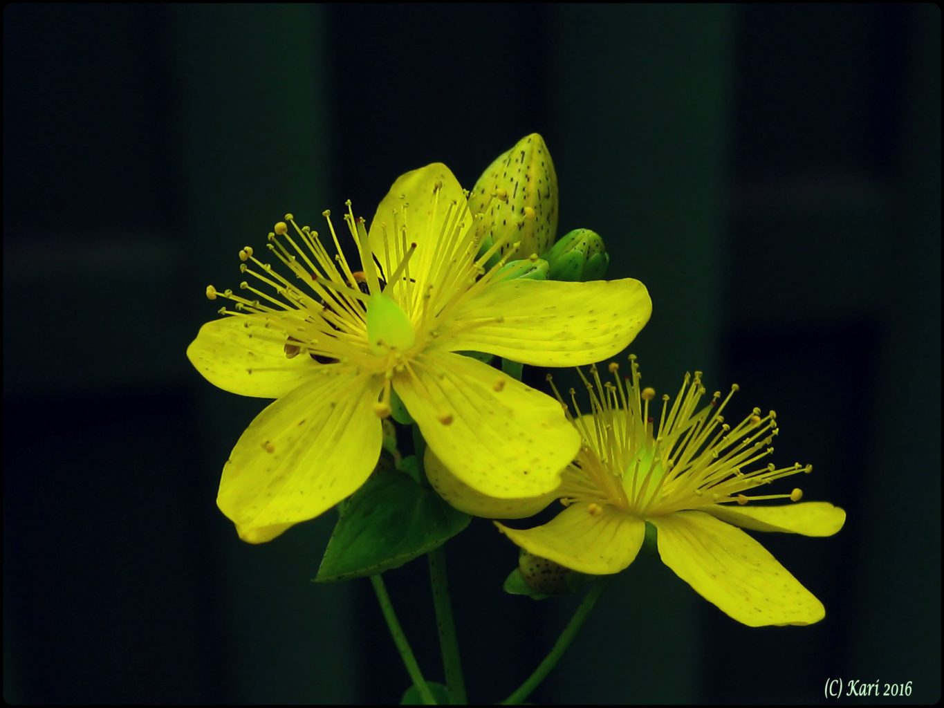 Valokuvaaja: Kari Saarinen