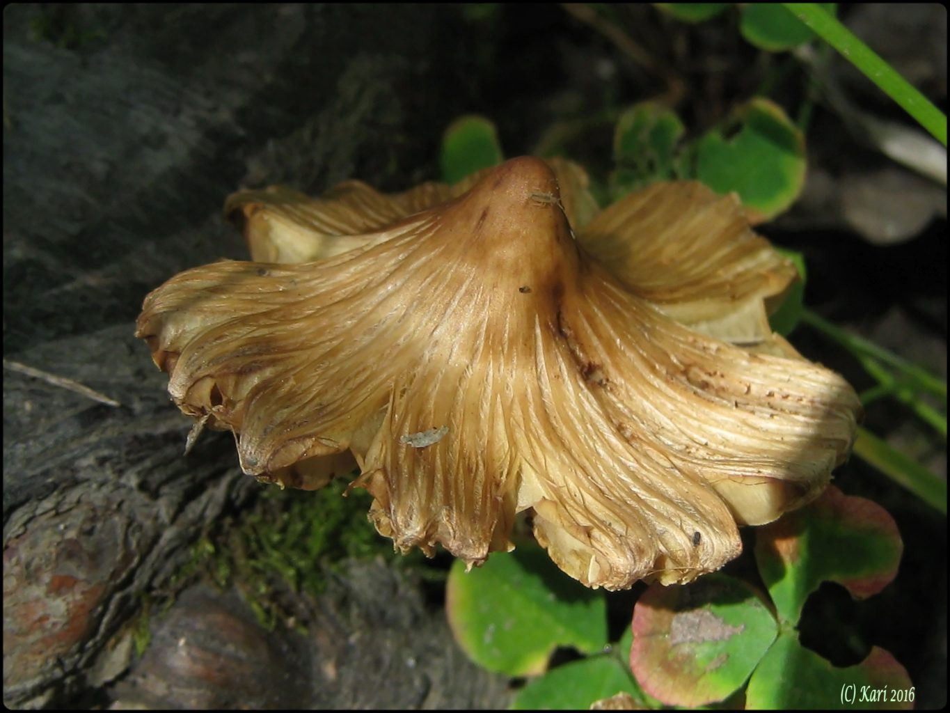 Valokuvaaja: Kari Saarinen