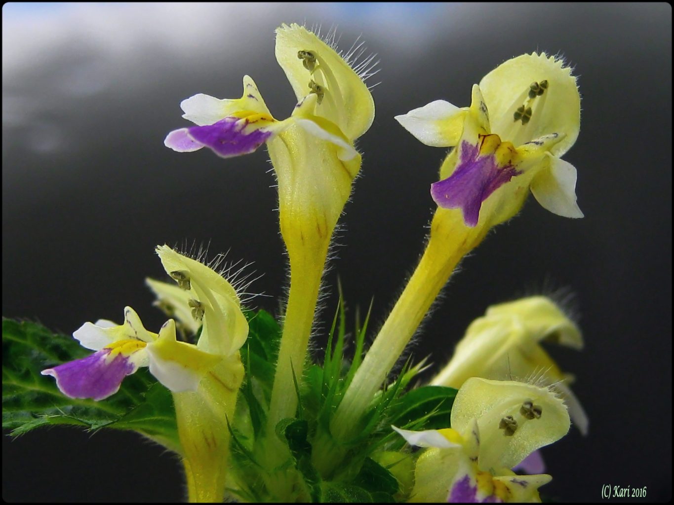 Valokuvaaja: Kari Saarinen