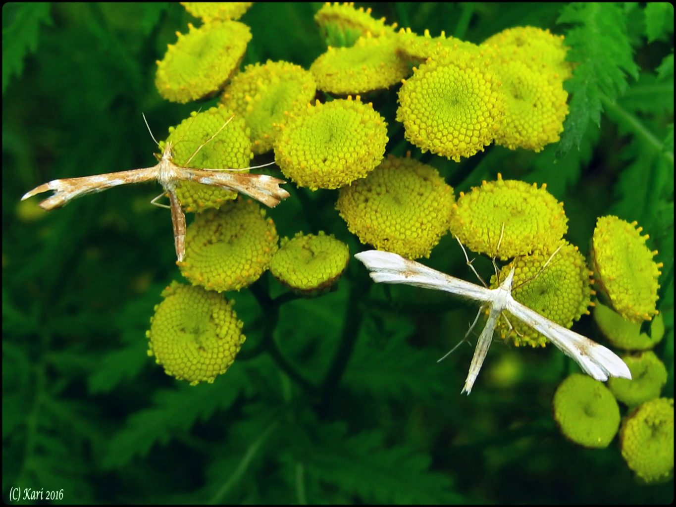 Valokuvaaja: Kari Saarinen